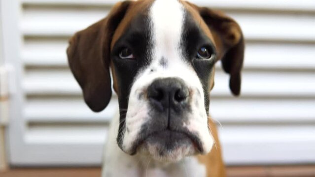 Close-up portrait of a young boxer puppy in front of a garage door