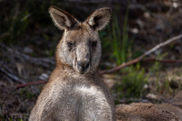 Portrait of a kangaroo at the edge of a forest near Jervis bay, Australia