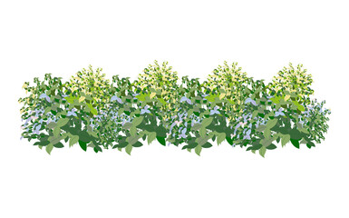  Ornamental green plant in the form of a hedge.Realistic garden shrub, seasonal bush, boxwood, tree crown bush foliage.For decorate of a park, a garden or a green fence.