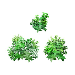 Obraz premium Ornamental green plant in the form of a hedge.Realistic garden shrub, seasonal bush, boxwood, tree crown bush foliage.For decorate of a park, a garden or a green fence.