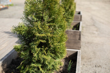 Sapling in ground. Growing plants in ground. Flower bed in city.