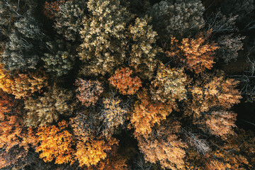 Aerial view of the colorful autumn forest