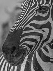Fototapeta na wymiar Close up of a Zebra Head