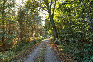 Fototapeta na wymiar Wanderweg im Herbst durch den Wald