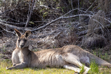 Fototapeta premium Portrait of a kangaroo at the edge of a forest near Jervis bay, Australia
