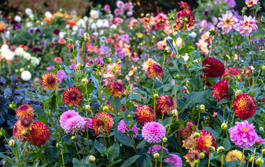 Blumenbeet mit Dahlien
