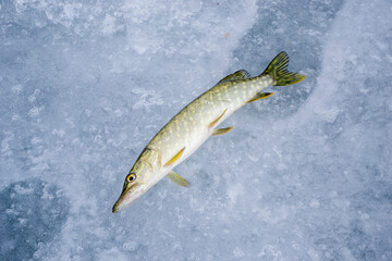 Freshly caught pike lie on the cold ice of a river.