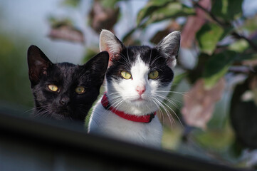 Dwa koty na dachu patrzące się na wprost.