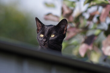 Smutny czarny kot na dachu w jesiennym tle.