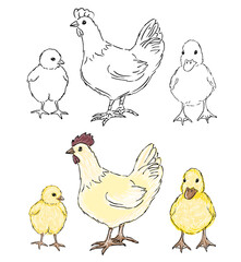 Chickens and duckling flat vector illustration. Multicolor chicks, hens cartoon isolated design elements with outline. Chicken meat production, bird breeding. Poultry farm, animal husbandry