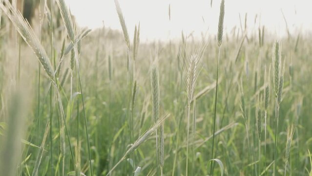 Background image of a field with wheat in the sun. The ears flutter in the wind. Slow motion.