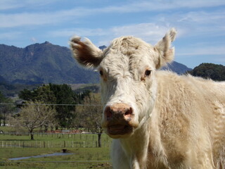 White cow in the pasture