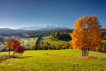 Beautiful autumn with a yellow tree under the Tatra Mountains at sunrise. Slovakia