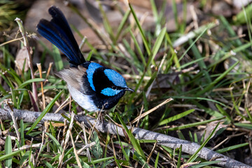Superb male fairy wren on the ground and on low branches, NSW, Australia
