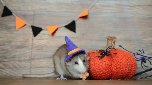 cute rat wearing a witch's hat sits on a wooden background and eats food next to halloween decorations, a pumpkin and a cobweb with spiders. halloween and pets concept