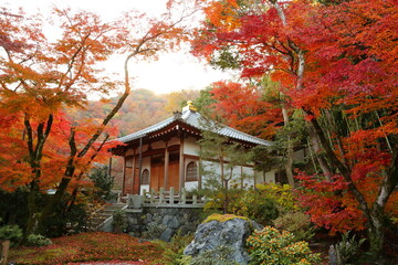 Leaf, Cityscape, Red