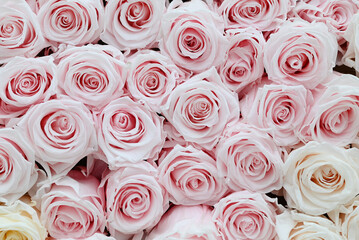 Pink and white roses in patterns as background.