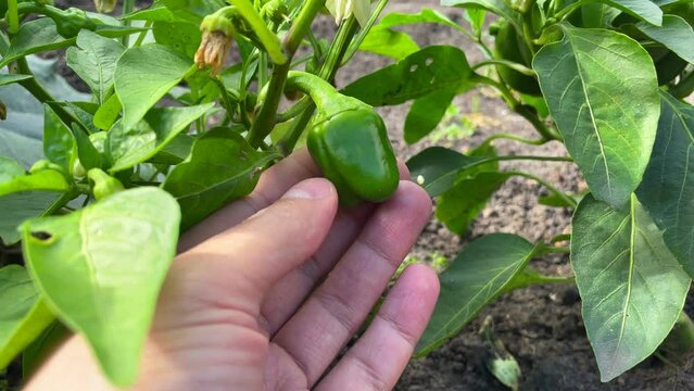 Sweet green mini pepper growing in the vegetable garden. Ripe bell pepper in the garden. Cultivation of vegetables