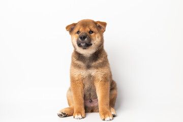 Cute portrait of Red-haired Japanese smiling cute puppy Shiba Inu Dog sitting on isolated white background, front view. Happy pet.