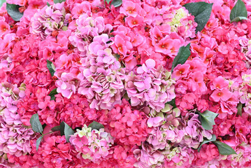 Fototapeta premium Delicate Hydrangea floral background in light pink pastel colors.