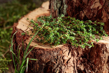 Uncultivated thyme in the forest.