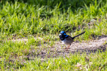 Superb male fairy wren on the ground and on low branches, NSW, Australia