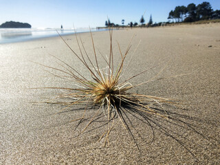 Spinifex seedhead on Whangamata beach,  New Zealand.