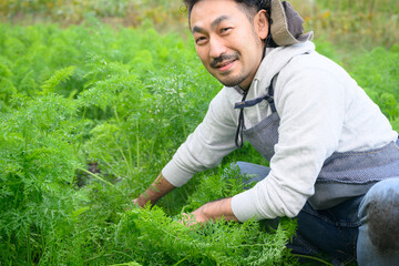 Man farming in carrot field, looking at camera
