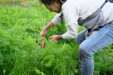 A man farming in a carrot field