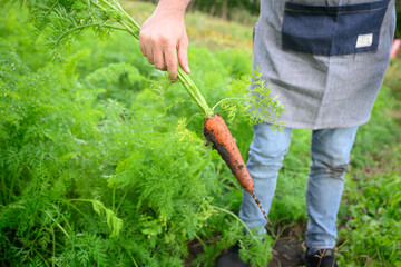 人参畑で農業をする男性