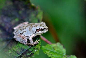 ニホンアマガエル