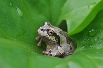 ニホンアマガエル