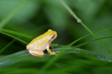 ニホンアマガエル