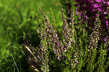 Heather shrub with beautiful flowers outdoors on sunny day, closeup