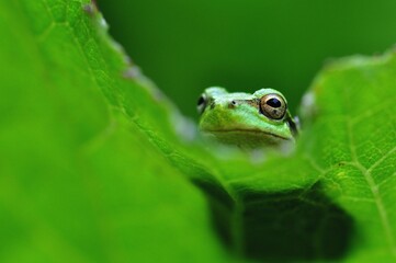 ニホンアマガエル