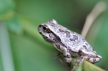 ニホンアマガエル