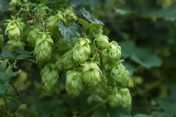 Fresh green hops growing on branch outdoors, closeup