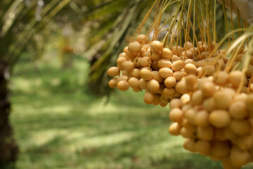 Beautiful yellow dates grown in Thailand can be eaten fresh.