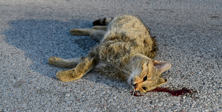 &Uuml;berfahrene Wildkatze (Felis silvestris) auf einer Landstra&szlig;e // Wildcat (Felis silvestris) run over on a country road