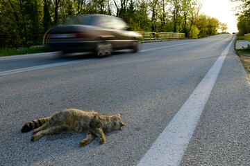 Überfahrene Wildkatze (Felis silvestris) auf einer Landstraße // Wildcat (Felis silvestris) run...