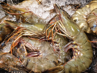 Closeup banana shrimp for sale in SuperMarket.Fenneropenaeus merguiensis. © Nalin