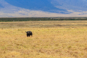 Fototapeta na wymiar African buffalo or Cape buffalo (Syncerus caffer) in Ngorongoro Crater National Park in Tanzania. Wildlife of Africa