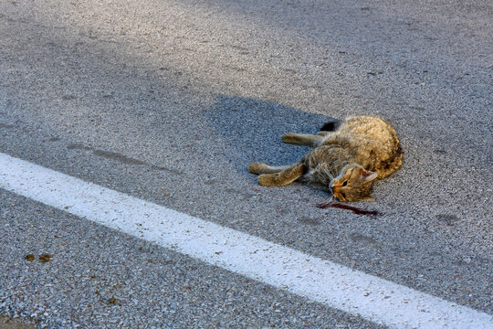 Wildcat (Felis silvestris) run over on a country road // &Uuml;berfahrene Wildkatze (Felis silvestris) auf einer Landstra&szlig;e