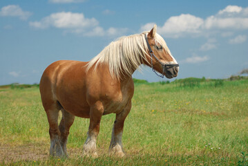 Horse of the Danish Jutland breed grazing free in the meadow