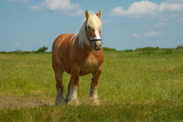 Horse of the Danish Jutland breed grazing free in the meadow