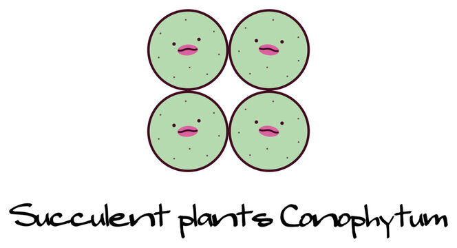 多肉植物 メセン コノフィツム パゲアエ conophytum pageae キャラクター イラスト ベクター