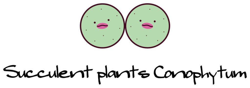 多肉植物 メセン コノフィツム パゲアエ conophytum pageae キャラクター イラスト ベクター 