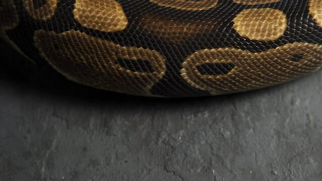 Pattern of python's snakeskin in knot.