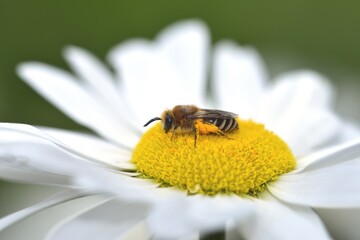 Bee in a Pink rose