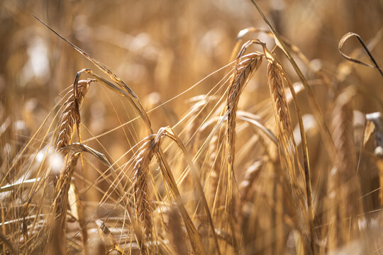 Barley field